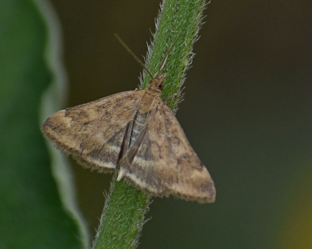 Pyrausta despicata - Crambidae